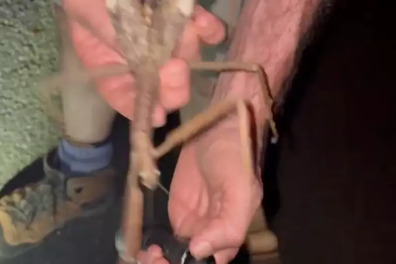 Giant Stick Insect Startles Australian Woman in Bizarre Garden Encounter