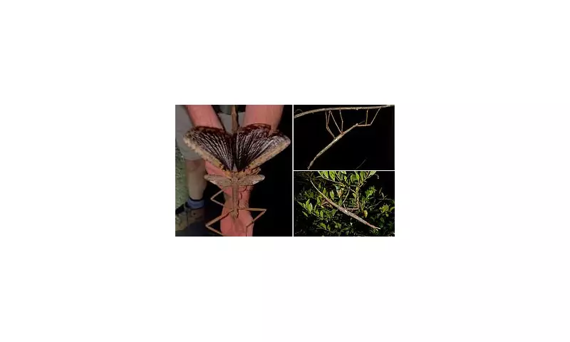Giant Stick Insect with Bird-Sized Wings Discovered in Australia – A Rare Evolutionary Marvel