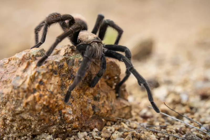 Giant Tarantulas Invade the US: Which States Are Affected?