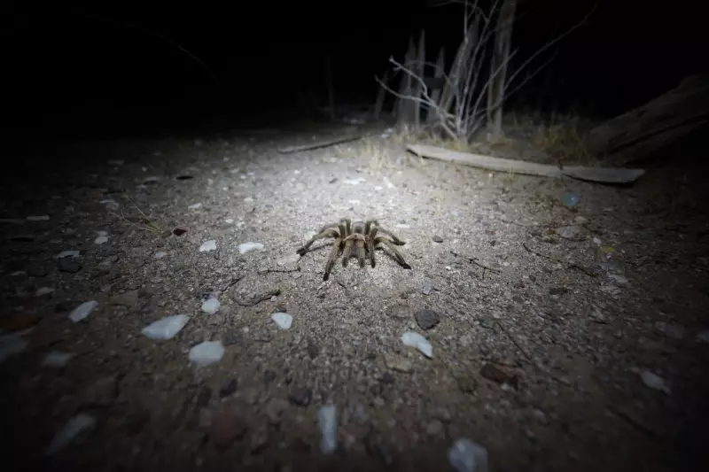 Giant Tarantulas Set to Invade the US This Summer – Here's What You Need to Know
