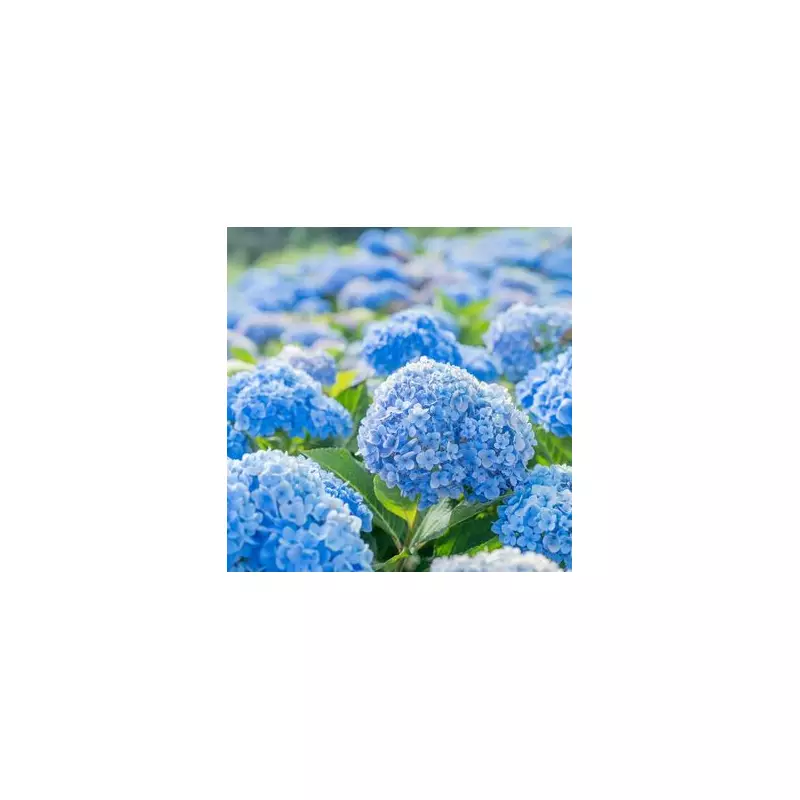 Grab a Stunning Blue Hydrangea for Half Price at B&Q – Limited Stock!