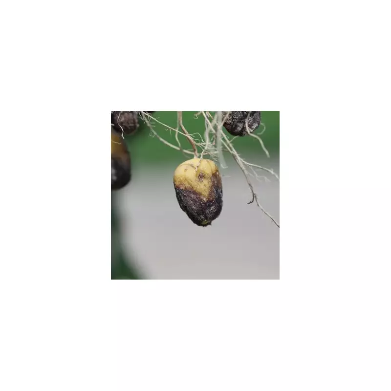 Green Thumbs Unite: UK Households Embrace Homegrown Veg to Cut Costs