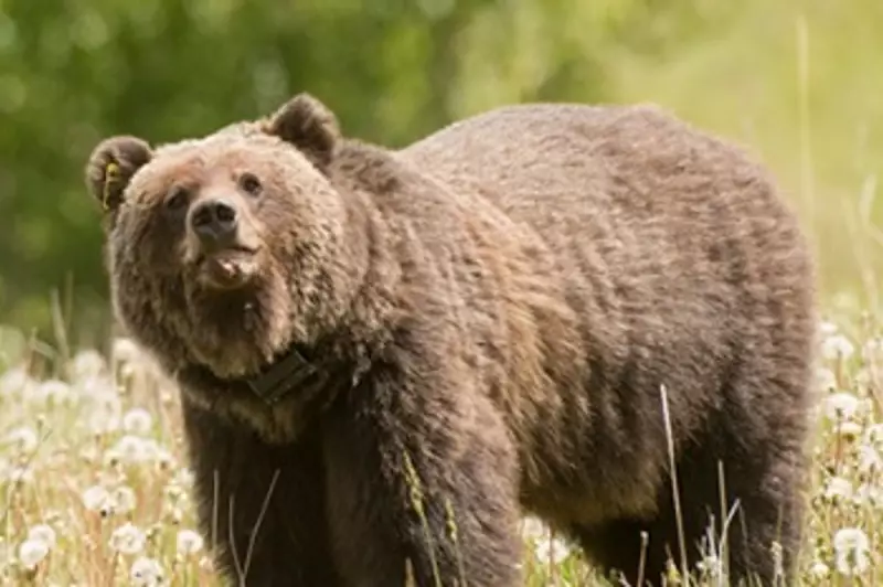 Grizzly Bear Attack in Canada: How Bear Spray Saved a Man's Life