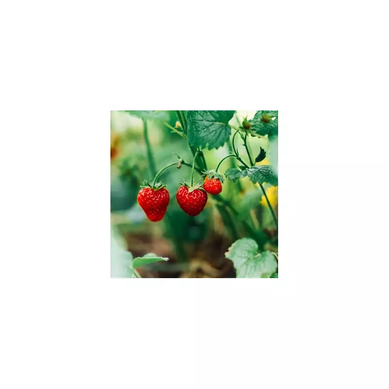 Grow Unlimited Strawberries for Free with This Simple Gardening Hack