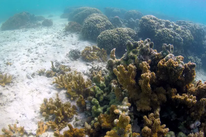 Hawaii Takes on Big Oil: Honolulu Sues Chevron, ExxonMobil Over Climate Costs