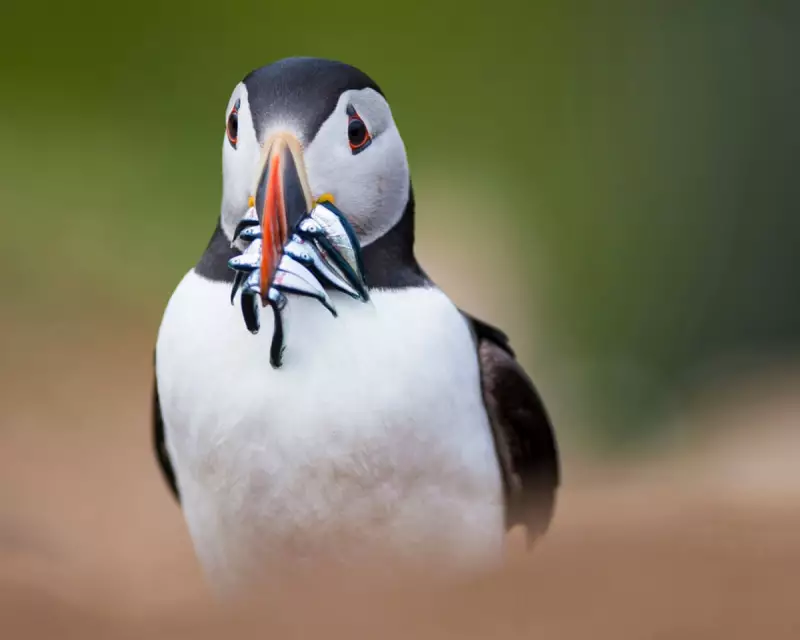 Heatwaves Threaten UK Bird Populations: How Rising Temperatures Disrupt Breeding Seasons