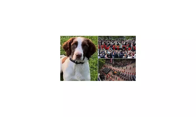 Hero Police Dog Bert Who Stood Guard at Queen's Funeral Dies After Brave Service