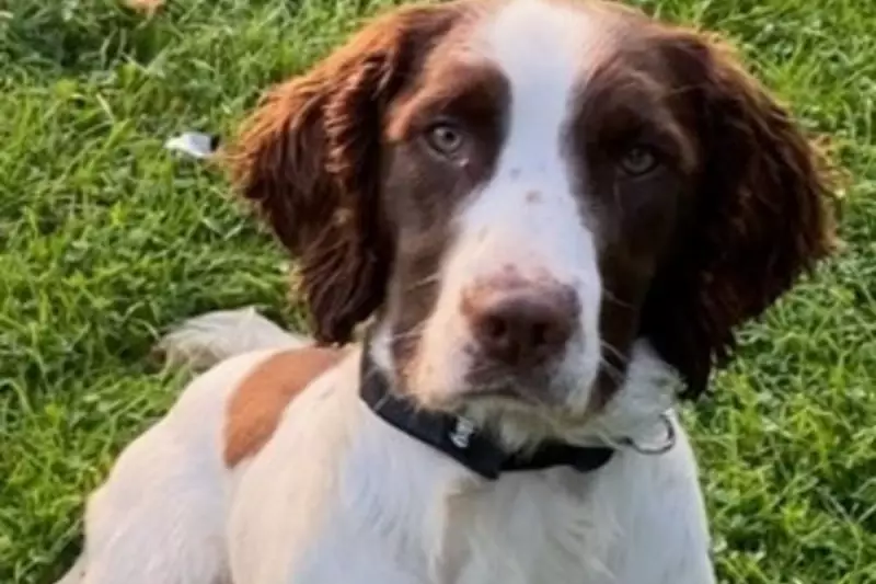 Hero Police Dog PD Bert Saves the Day After Dramatic BMW Chase in Hartlepool