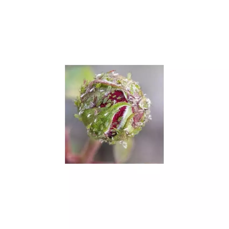 Hidden Danger in Your Home: Gardeners Warned About Toxic Houseplants