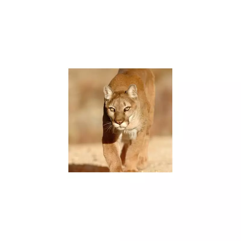 Horrifying Mountain Lion Attack Leaves Four-Year-Old Boy Fighting for Life in US