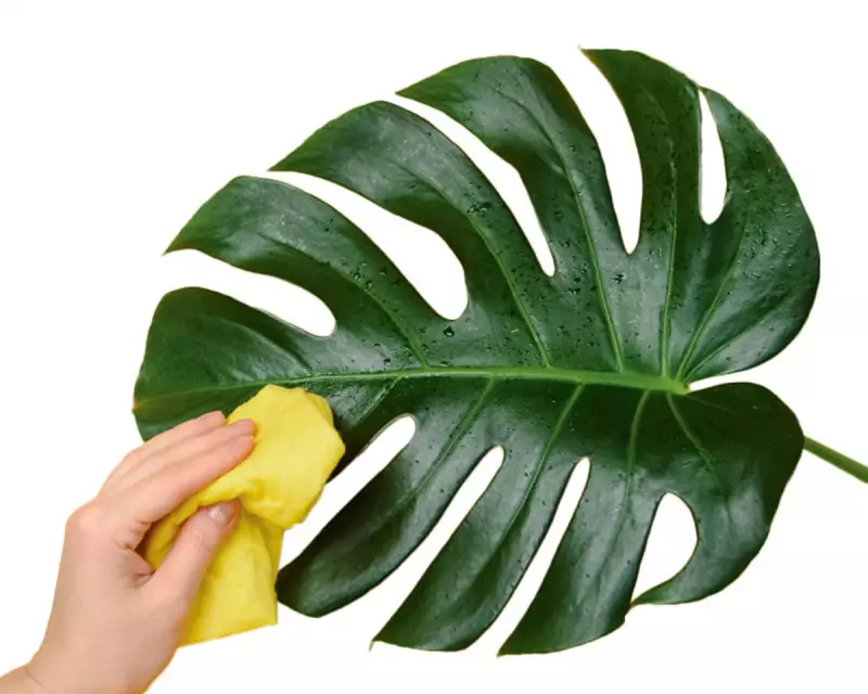 Houseplant Hygiene: The Secret to Thriving Indoor Plants