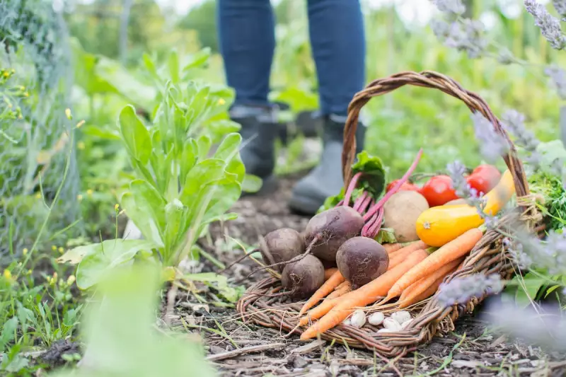 How Allotment Gardening Boosts Mental Health: A Natural Remedy for Stress and Anxiety