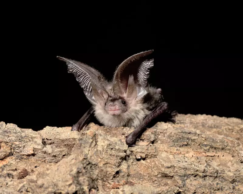 How Tiny Bats Struggle to Survive the Night – And How We Can Help