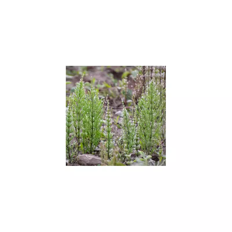 How to Banish Horsetail from Your Garden for Good: Expert Tips