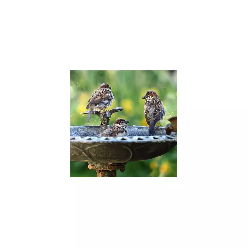 How to Clean Your Bird Bath: A Simple Guide to Keep Your Garden Visitors Healthy