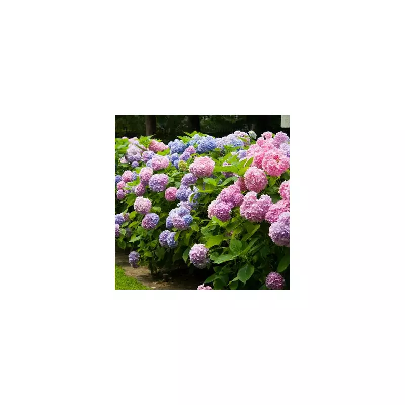 How to Get Free Hydrangeas for Your Garden – Exclusive Offer Inside!