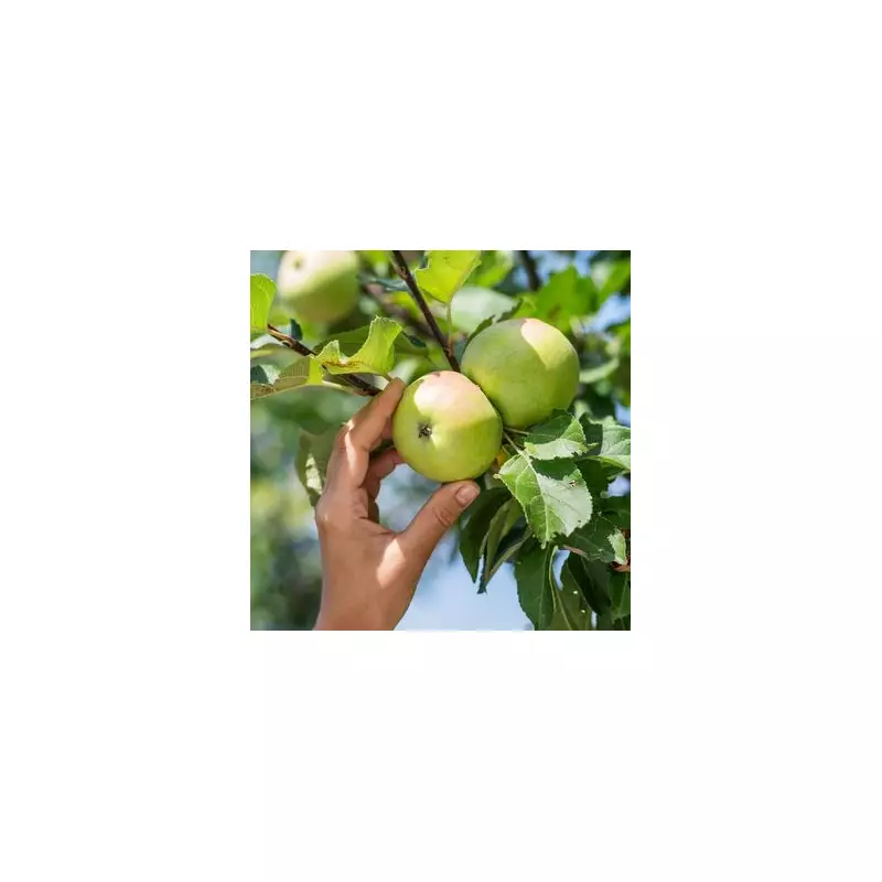 How to Get More Apples from Your Tree: Expert Tips for a Bountiful Harvest
