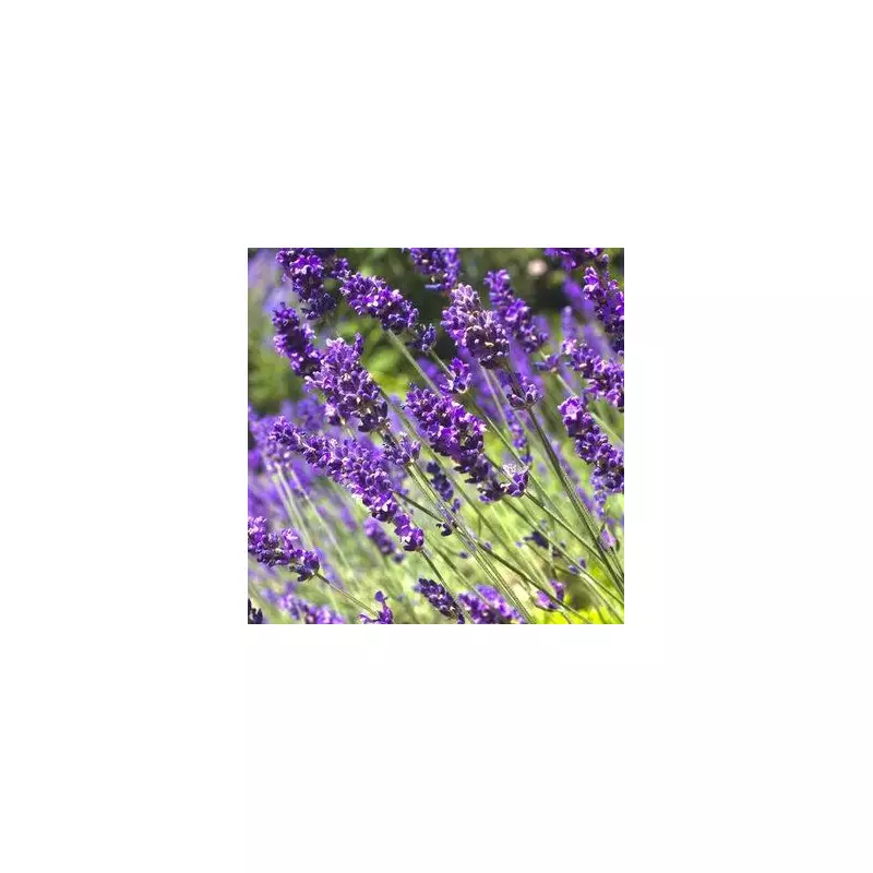 How to Grow Lavender and Rosemary: Expert Tips for a Fragrant Garden