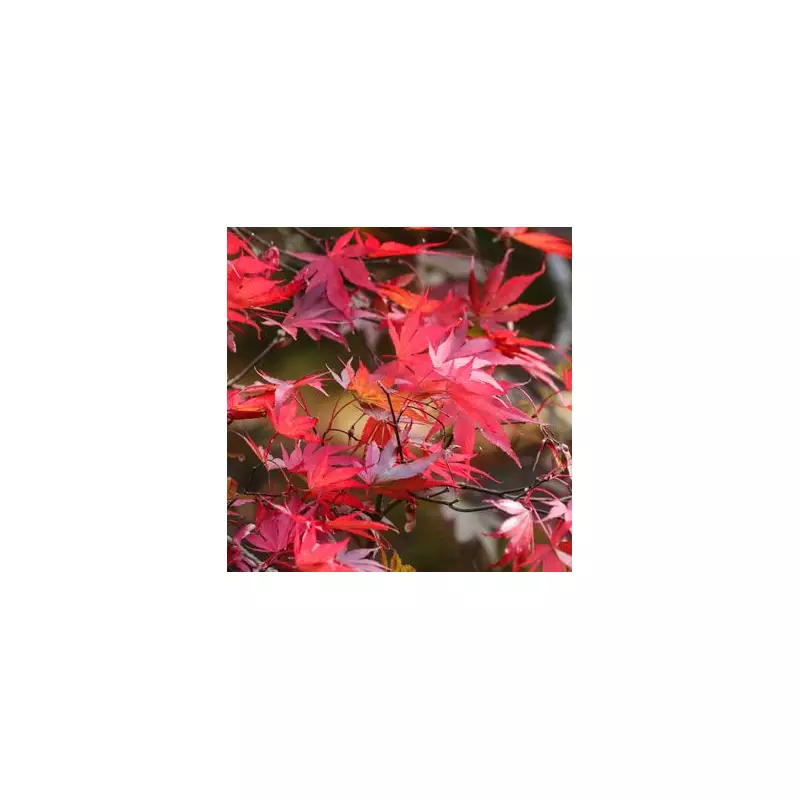 How to Grow Stunning Japanese Maples: A Complete Guide for UK Gardeners