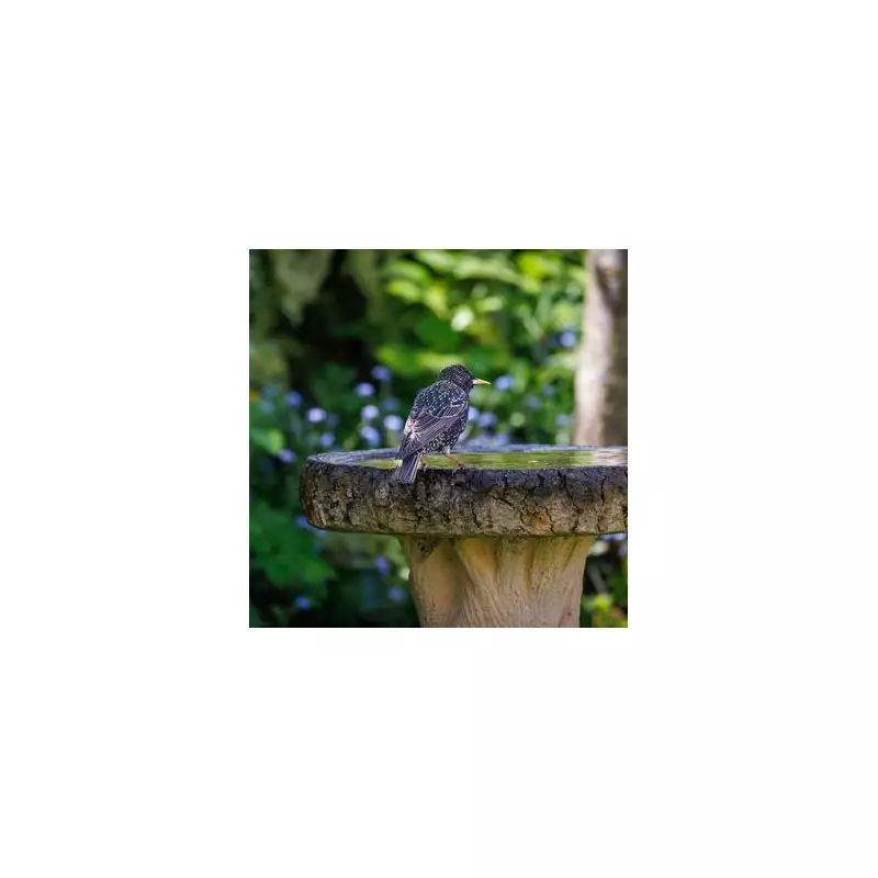 How to Keep Your Bird Bath Clean and Safe for Feathered Friends