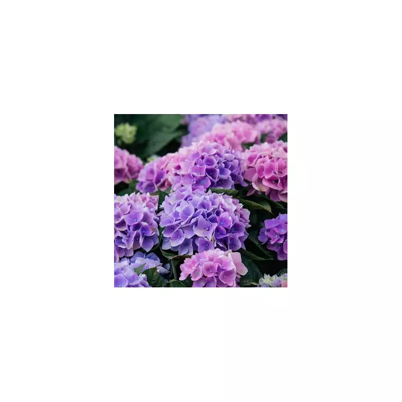 Hydrangea Care Guide: Expert Tips for Stunning Blooms in Your Garden