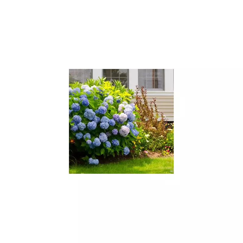 Hydrangea Care: The Essential Autumn Task Every Gardener Must Do