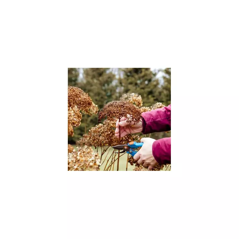 Hydrangeas Back from the Dead? Experts Reveal Simple Trick to Revive Wilting Blooms