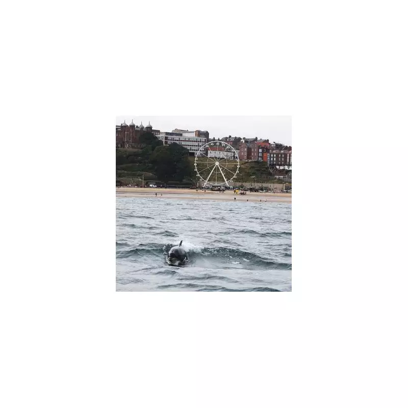 Incredible Encounter: Mirror Journalist Swims with 500-Strong Superpod of Friendly Dolphins