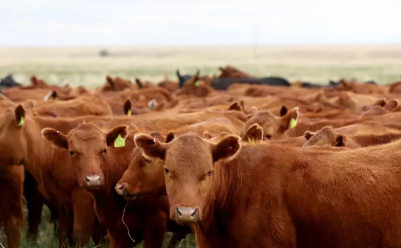Investors Duped in Multi-Million Dollar Cattle Ponzi Scheme
