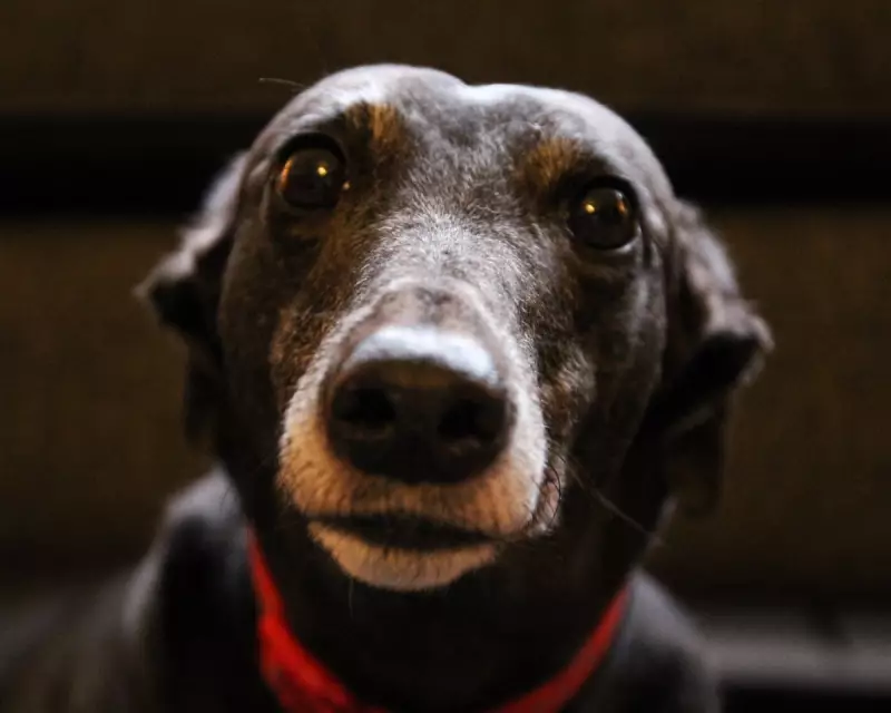 Is the UK Facing a Pet Overpopulation Crisis? The Hidden Costs of Our Furry Friends