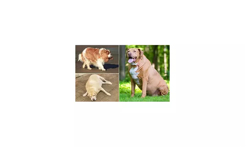 Is Your Pooch at Risk? Top Dog Breeds Prone to Obesity Revealed in New Study