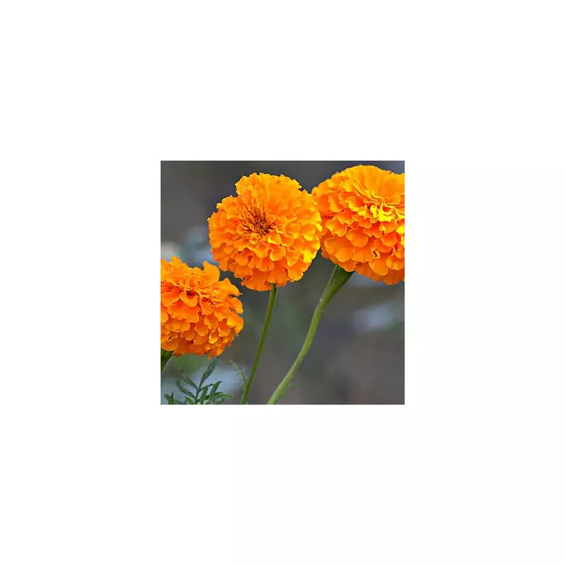 July Marigold Magic: Expert Tips for Vibrant Blooms All Summer Long