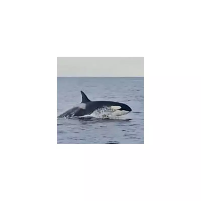 Killer Whales on the Rampage: Experts Warn of Rising Attacks on Boats Off UK Coast