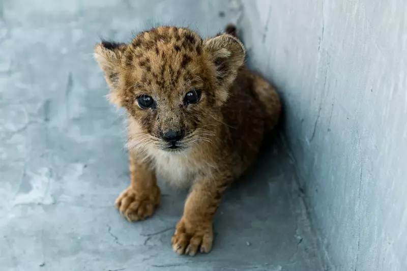 Lion Cubs Join Guests for Afternoon Tea at Chinese Shopping Mall