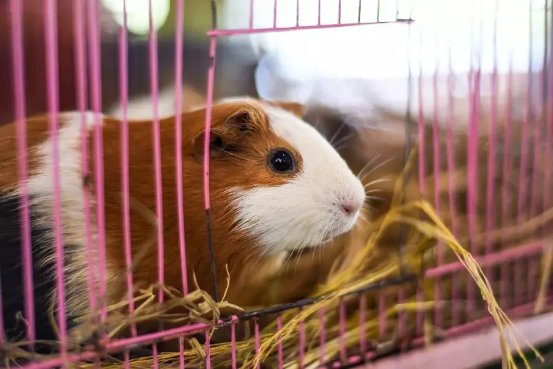 Luxury Mansion for Guinea Pigs Opens in Los Angeles Thanks to Generous Donation