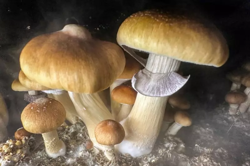 Magic Mushrooms Could Extend Lifespan: Groundbreaking Study on Mice Reveals Surprising Results