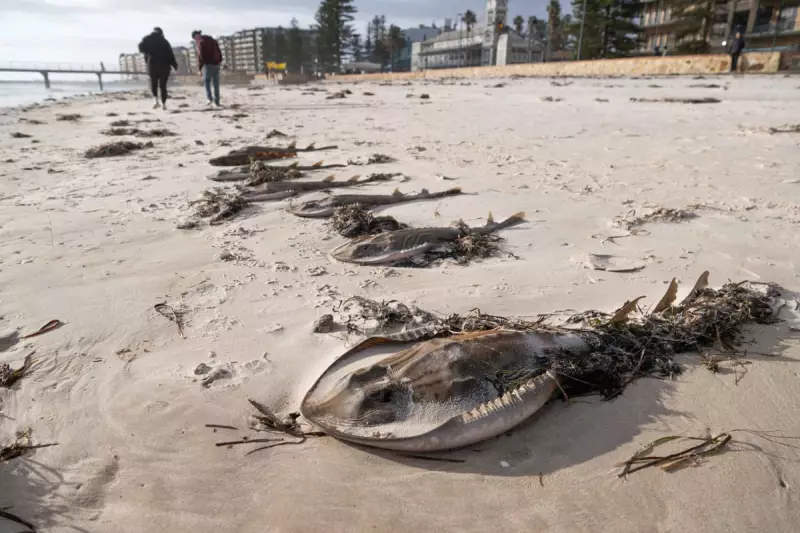 Marine Heatwave Threatens South Australia with Devastating Algal Bloom Comparable to Black Summer Fires