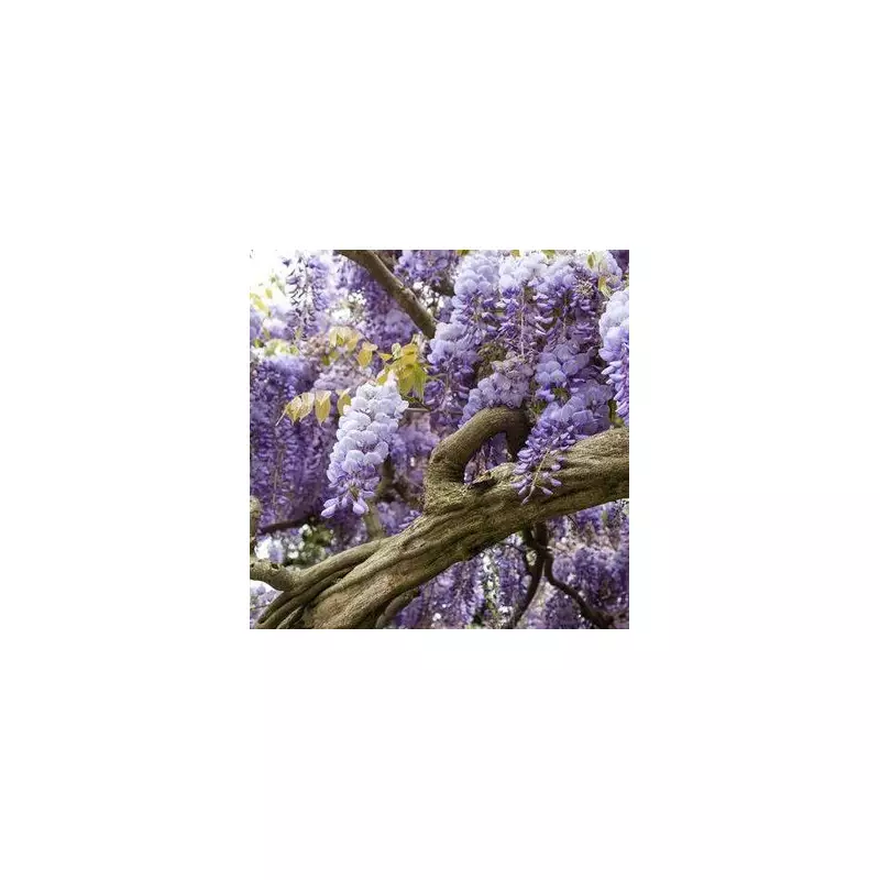 Master the Art of Pruning Wisteria: The One Rule Every Gardener Must Know