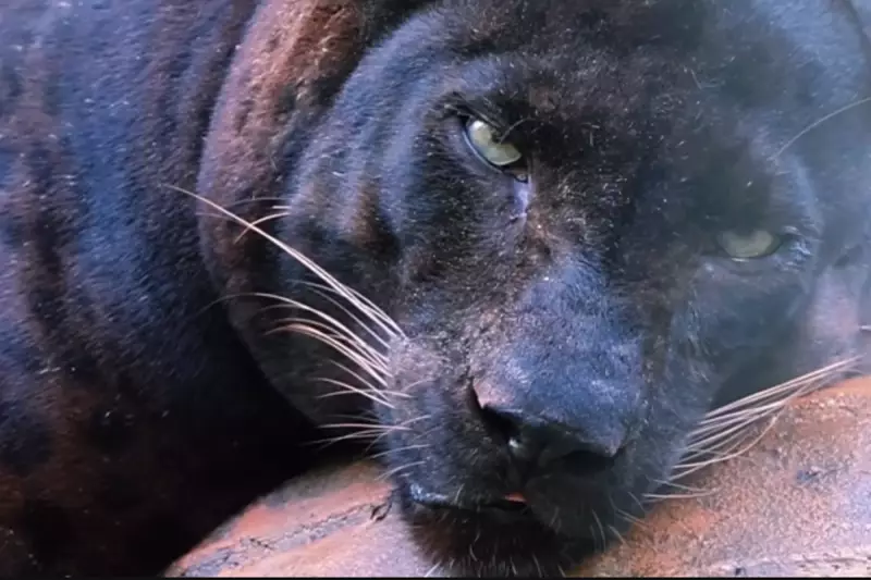 Meet Apoh: Malaysia's 'Chonky' Black Panther Stealing Hearts at National Zoo