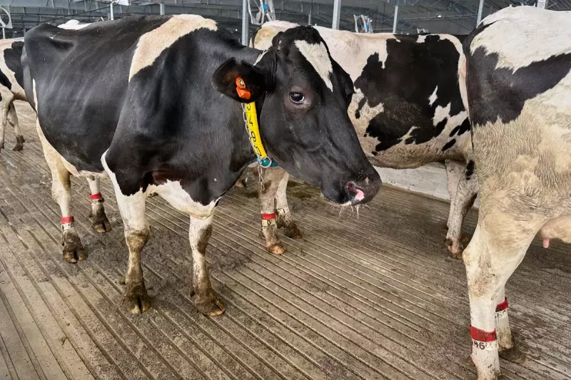 Michigan State University Shooting: Three Dead and Five Injured in Campus Tragedy