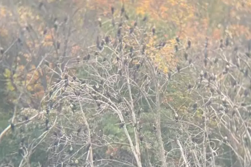 Minnesota Town Covered in Mysterious White Substance – Turns Out to Be Bird Droppings!