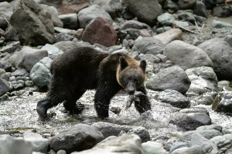 Missing Hunter Sparks Emergency in Japan as Bear Attacks Surge in Northern Town