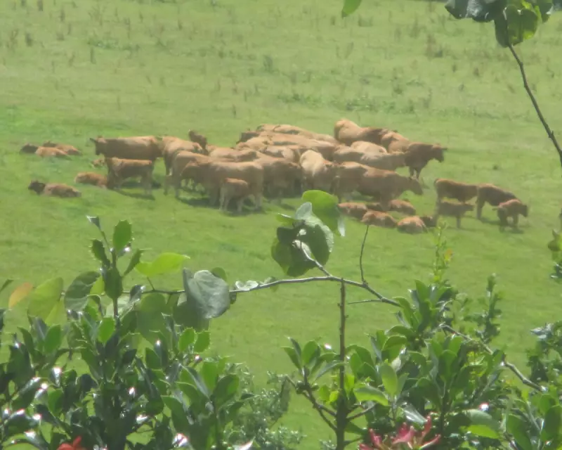 Misty Midsummer Mornings Bring Lush Greenery Back to the Fields