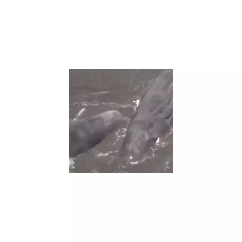 Mystery as 160 Whales Wash Ashore in Japan: Experts Baffled by Mass Stranding