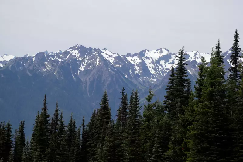 National Park Service Issues Warning After Woman's Close Encounter with Mountain Goat in Seattle