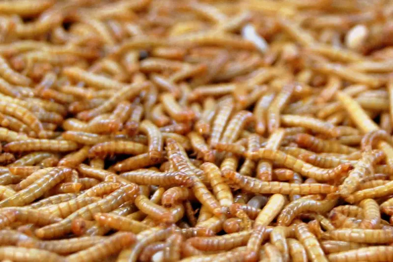 Neanderthals' Surprising Diet: Did They Feast on Maggots? New Research Reveals Shocking Findings