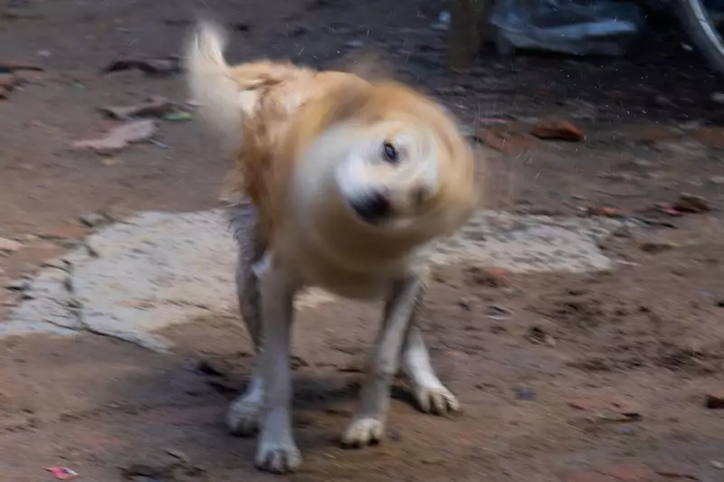 Nepal's Kathmandu Embraces Stray Dogs in Unique Hindu Ritual