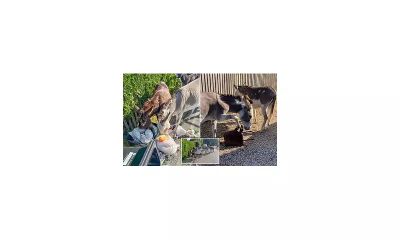 New Forest Donkeys Cause Chaos: Locals Fume Over Raiding Wheelie Bins for Leftover Food