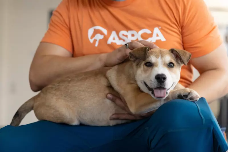New York City's Pet Adoption Costs Soar: Shelter Fees Reach Record High