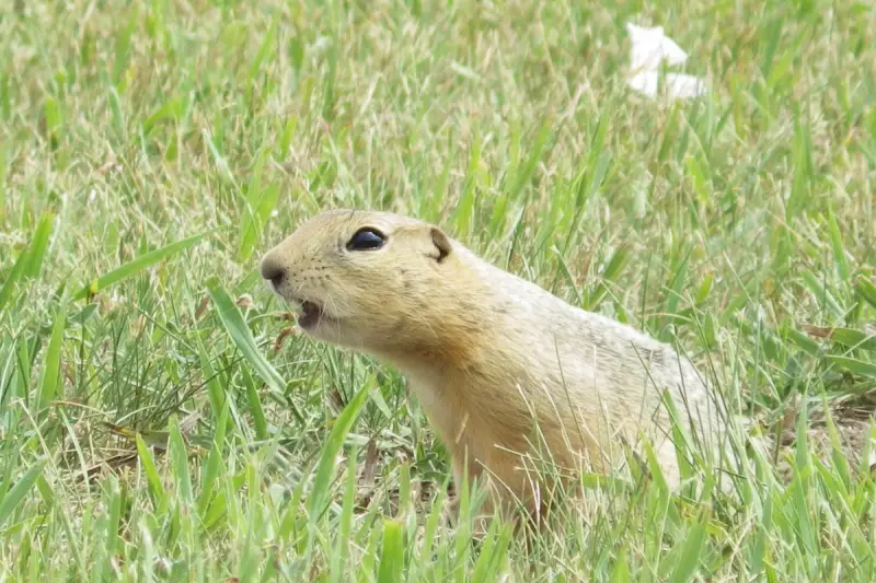 North Dakota's Bold Move: A New Era for Voting Rights and Election Integrity